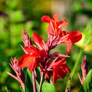 Kana indická červená - Canna Indica, výška: 20-40 cm, kont. C3L/C5L